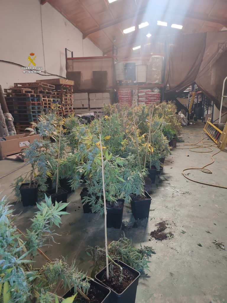 Desmantelada una plantación de marihuana en una nave industrial de Cartaya