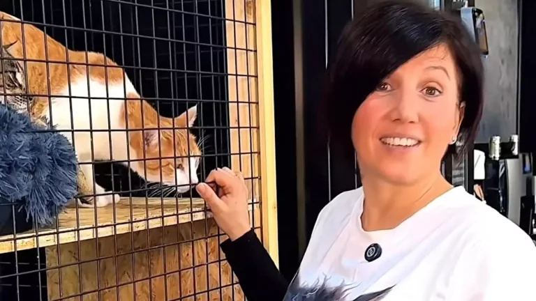 Abre en Huelva el primer Coffee Cat: café, ronroneos y adopciones felinas en un mismo espacio