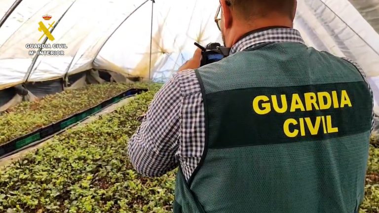 Localizado en Lepe un vivero clandestino con más de 23.000 plantas de arándanos protegidos sin autorización