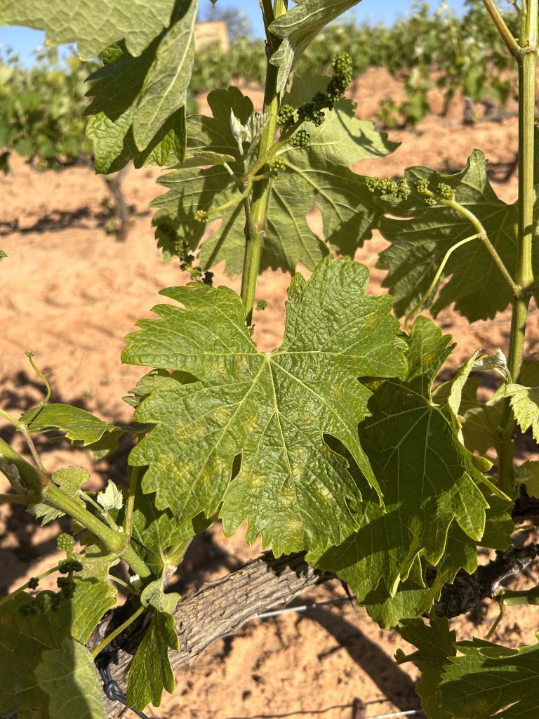 El Consejo Regulador del Condado de Huelva alerta sobre los devastadores efectos del mildiu y pide ayuda urgente a las administraciones