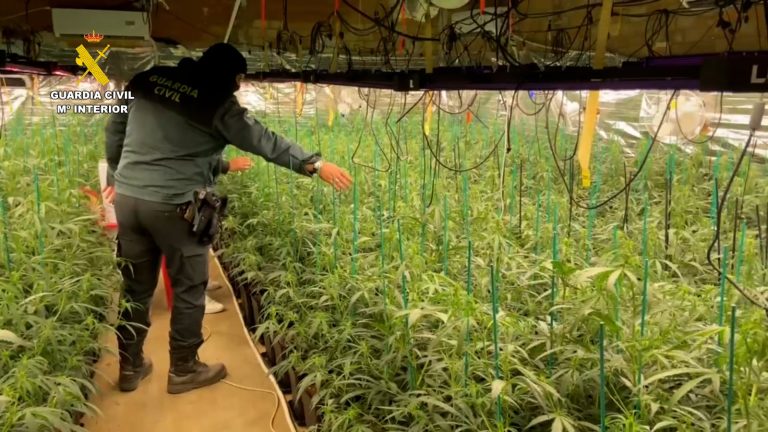 La Guardia Civil desmantela una plantación de marihuana con casi mil plantas en una casa de campo en Bonares