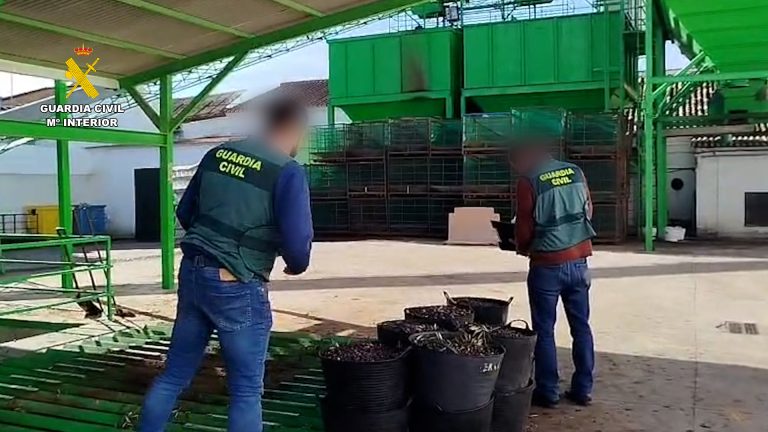 La Guardia Civil destapa una estafa en la campaña de aceituna en el Condado de Huelva con once personas implicadas