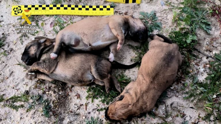 Investigan en Almonte al propietario de una perra tras arrojar a sus cachorros a un contenedor